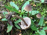 Mycena leptocephala image
