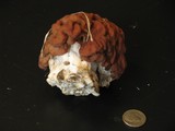 Gyromitra caroliniana image