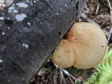 Polyporus tuberaster image