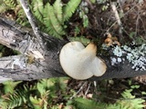 Polyporus tuberaster image