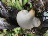 Polyporus tuberaster image