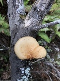 Polyporus tuberaster image