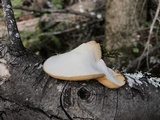 Polyporus tuberaster image