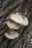 Vanderbylia robiniophila image