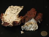 Gyromitra caroliniana image