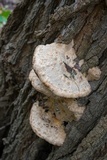 Vanderbylia robiniophila image