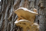 Vanderbylia robiniophila image