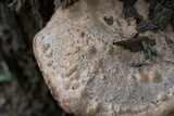 Vanderbylia robiniophila image