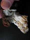 Gyromitra caroliniana image