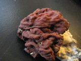 Gyromitra caroliniana image