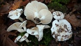 Hygrophorus sordidus image