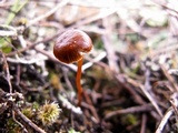 Psilocybe montana image