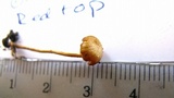 Psilocybe montana image
