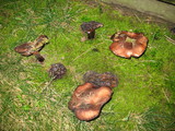 Tricholoma fracticum image