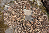 Sticta beauvoisii image