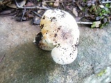 Russula ilicis image