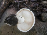 Russula ilicis image