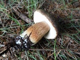 Boletus fibrillosus image