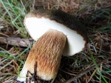 Boletus fibrillosus image