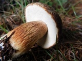 Boletus fibrillosus image