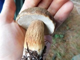 Boletus fibrillosus image