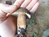 Boletus fibrillosus image
