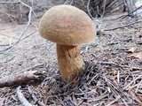 Boletus fibrillosus image