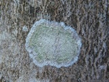 Lecanora thysanophora image