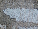 Lecanora hybocarpa image