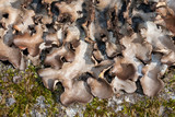Sticta beauvoisii image