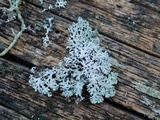 Hypogymnia physodes image