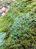 Cladonia ochrochlora image
