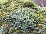 Cladonia ochrochlora image