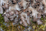 Sticta beauvoisii image
