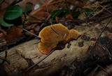 Gloeophyllum sepiarium image