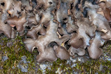 Sticta beauvoisii image