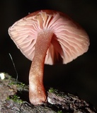 Callistosporium terrigenum image