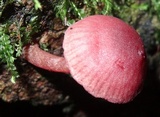 Callistosporium terrigenum image