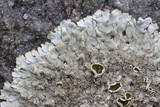 Xanthoparmelia plittii image