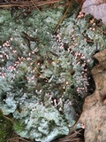 Dibaeis baeomyces image