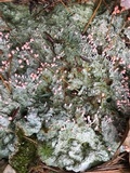 Dibaeis baeomyces image