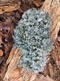 Platismatia tuckermanii image