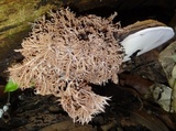 Sporophagomyces chrysostomus image