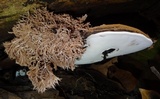 Sporophagomyces chrysostomus image