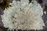 Flavoparmelia baltimorensis image