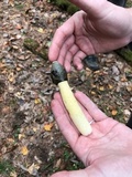 Phallus ravenelii image