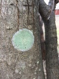 Lecanora thysanophora image