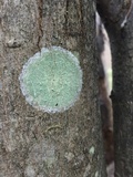 Lecanora thysanophora image