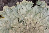 Flavoparmelia baltimorensis image