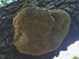 Inocutis dryophila image